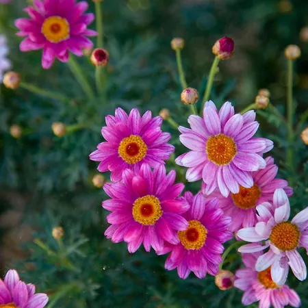 公寓 Panoramic View 泰拉奇纳
