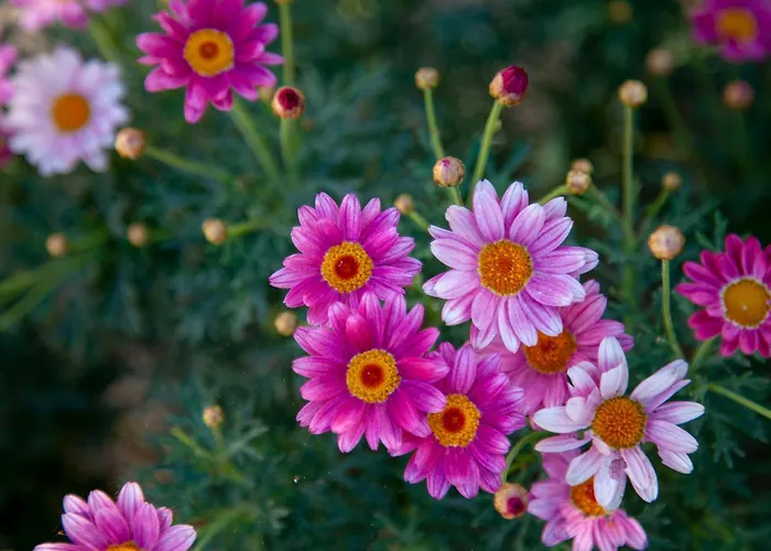 Lejlighed Panoramic View Terracina